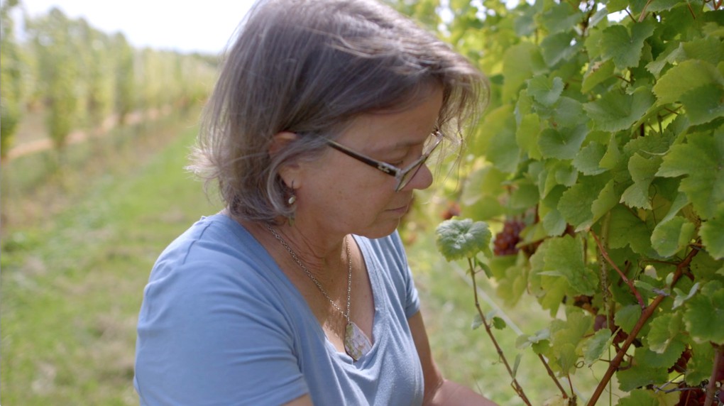 Owner Diana Lyttle checking grapes in the vineyard.