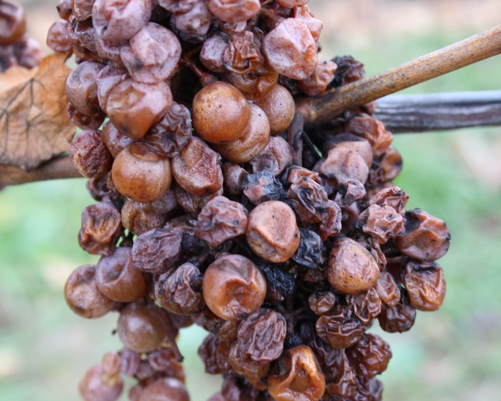 To make Ice Wine we leave our fruit out in the vineyard under nets until most of the berries have de-hydrated and turned to raisins.