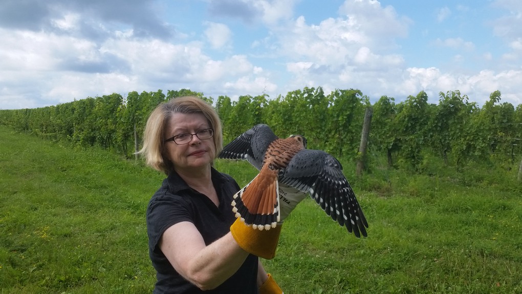 Here, Morgan is releasing a kestrel on the northern edge of one of our Riesling vineyards.