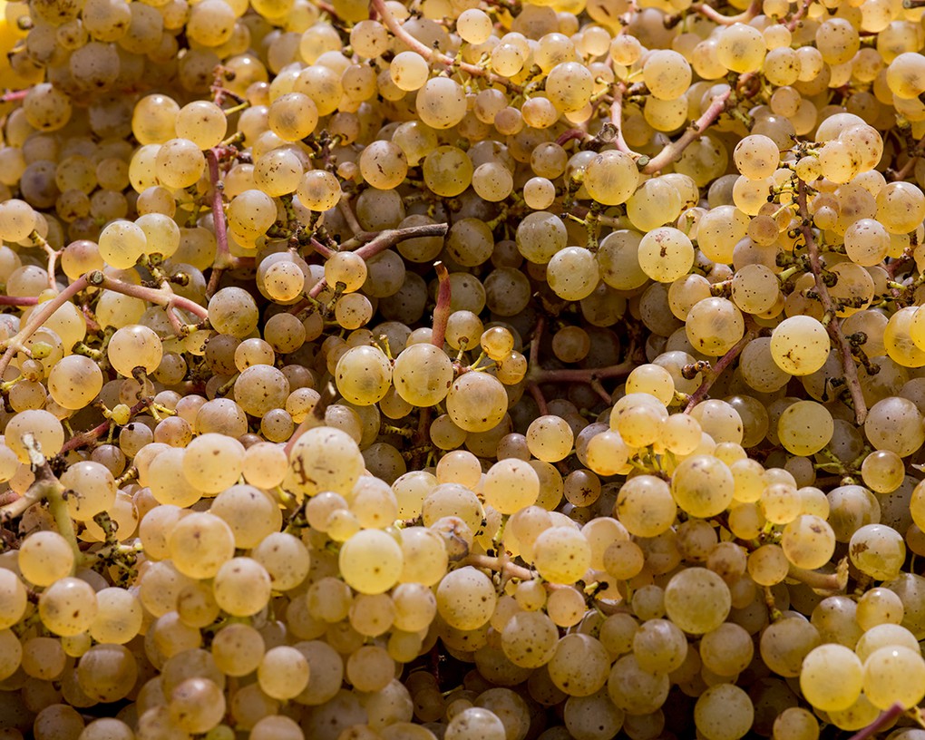 Ripe Riesling fruit at harvest has turned a lovely, golden color.