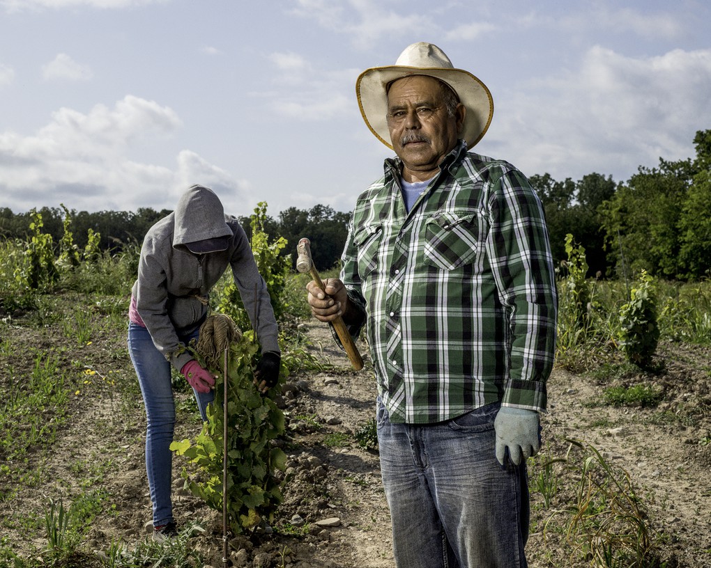 Felix Mosqueda, Vineyard Contractor, Geneva, NY. About this photo.