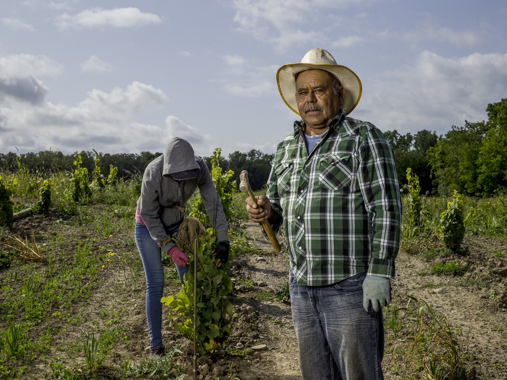 Felix Mosqueda helped us with our new vineyard planting in 2017.