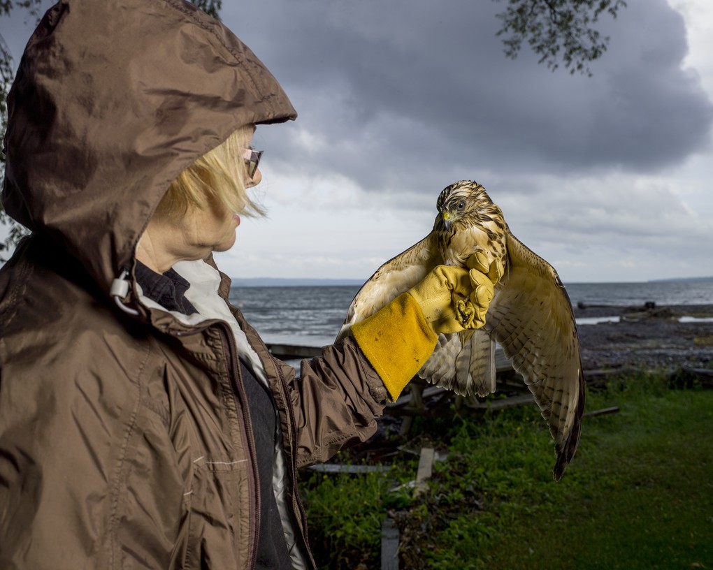 Morgan Hapeman, Finger Lakes Raptor Center, Lodi, NY About this photo.