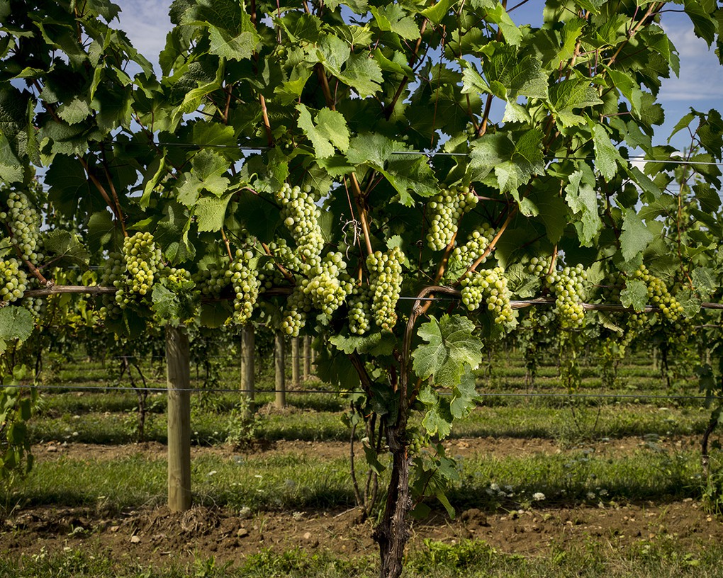 Riesling grapes on the vine during mid-season.