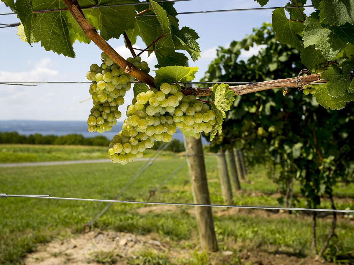 boundary breaks winery boundary breaks winery
