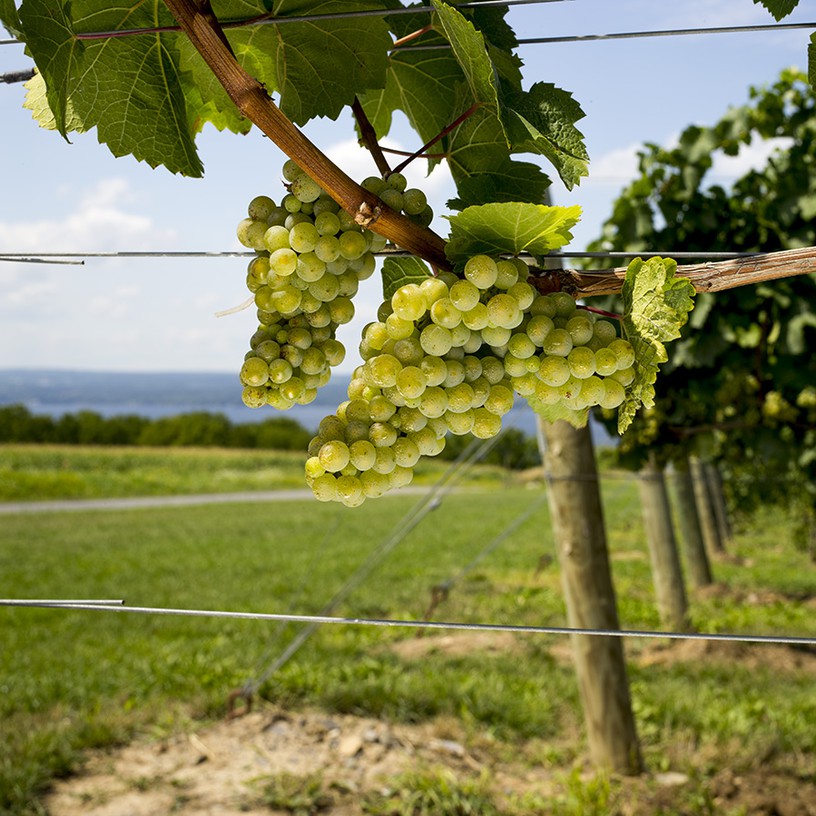  A Riesling cluster at mid-season.