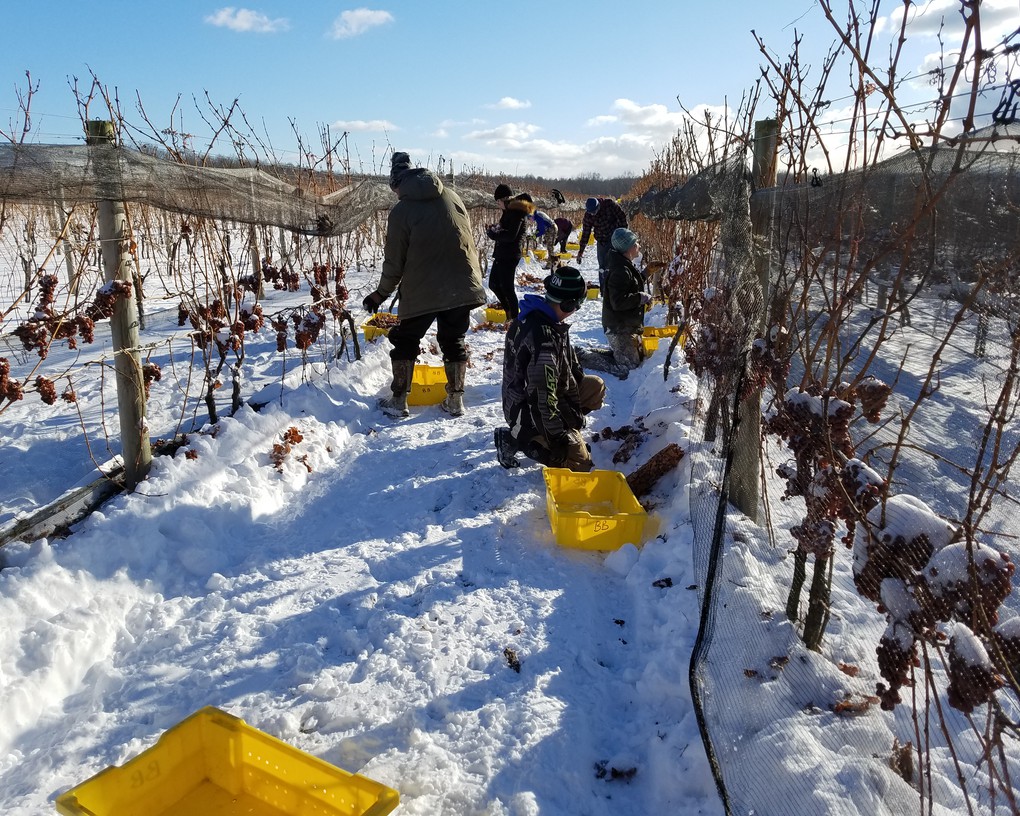 We pick fruit for Riesling Ice Wine when the temperature is no higher than 15 degrees.