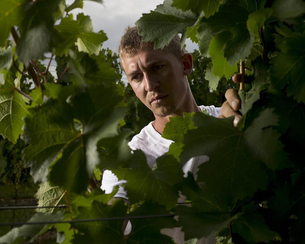 Careful attention in the vineyard yields higher-quality fruit and better wine.