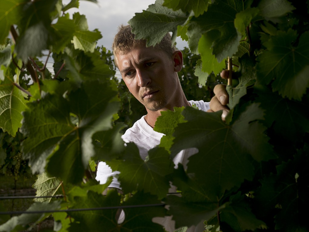 In 2010 we hired our first employee, Kees Stapel, who joined us as Vineyard Manager, after training as a vineyard associate at Sheldrake Point for seven years.