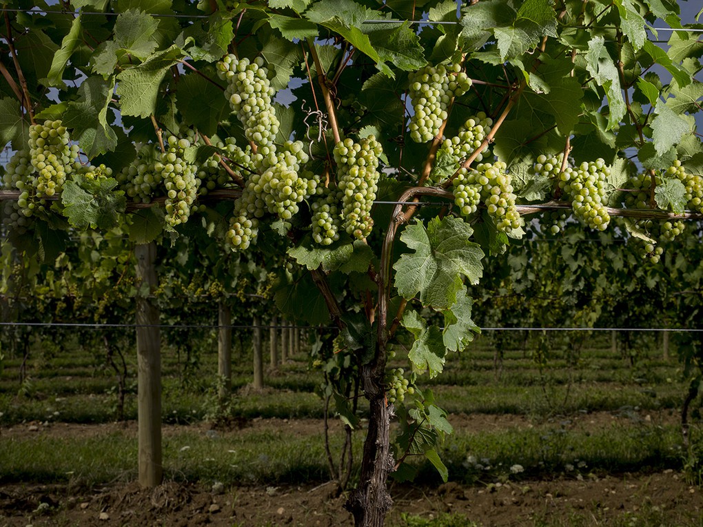 A Riesling vine during mid-season.