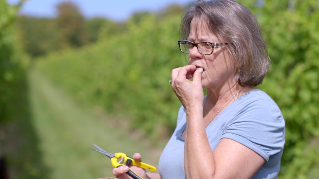 Diana tasting fruit in the fall to see how ripe it is getting.