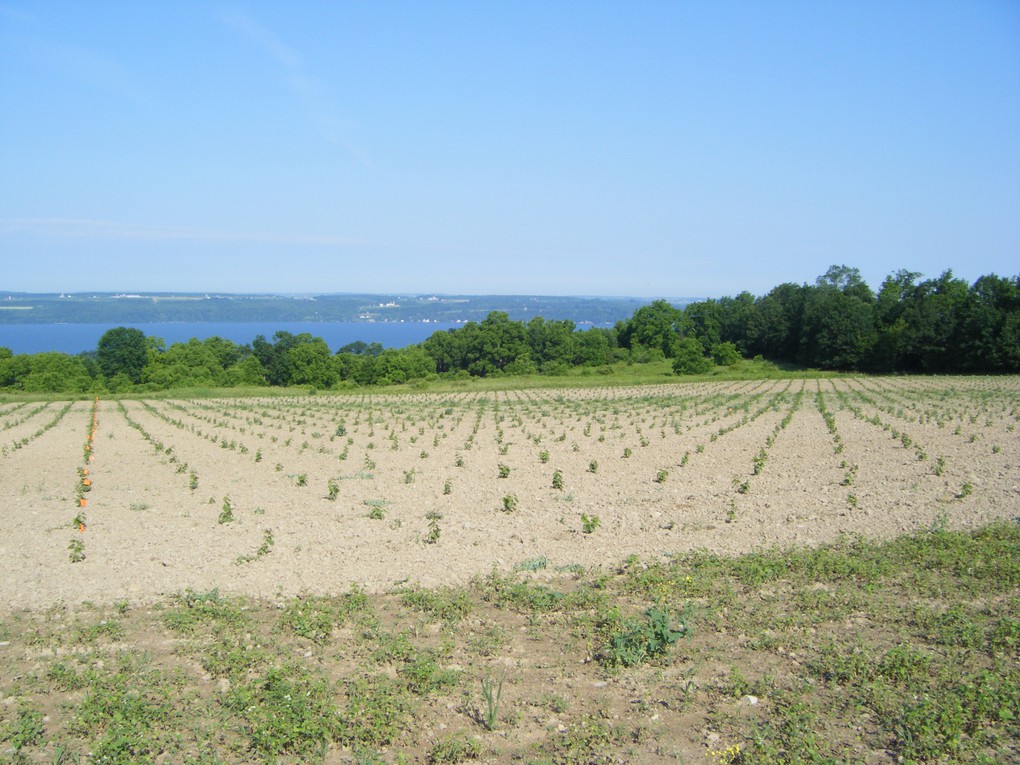 After six weeks, early growth on the new vines shows how they spaced out in a highly-uniform manner.