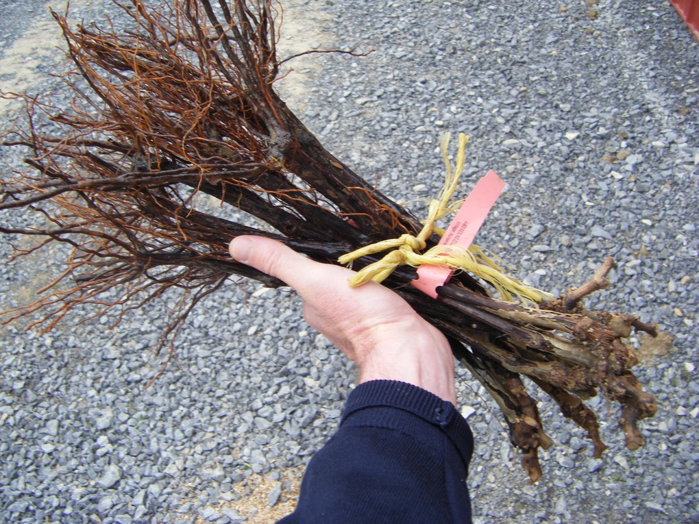 We sourced the original vines from a nursery in California. At first, we selected three different "clones" of the Riesling variety: #110, #198 and #239. All are Riesling, but genetically slightly different. We wanted to test to see if one clone might be more suitable for the soil and climate of our site.