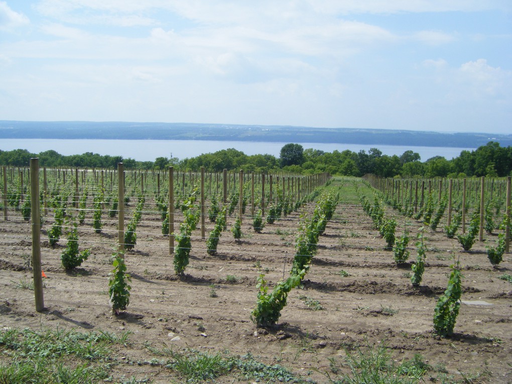 Six weeks later, they have grown to about three feet. On each of these vines, two of these shoots will become the trunks of the vine in the following year.