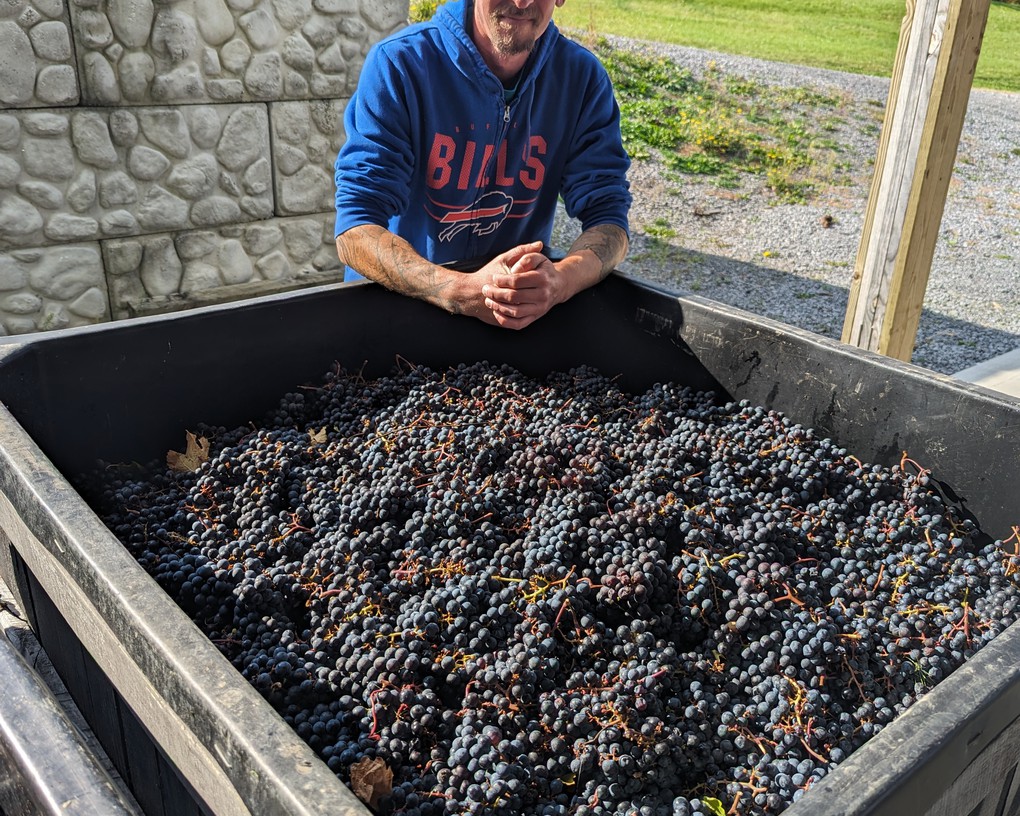 Vineyard Manage Kees Stapel delivers a bin of Cabernet Franc to the crush-pad.